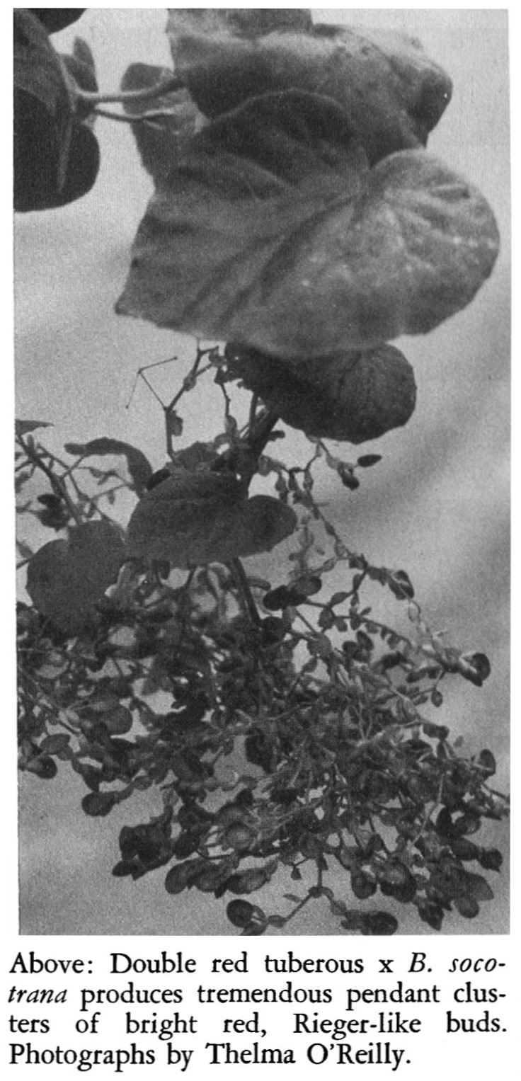 B. (Tuberhybrida Double Red x socotrana)